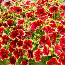 СУРФИНИЯ SURFINIA CLASSIC BURGUNDY YELLOW PICOTEE (Я)