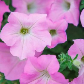 СУРФИНИЯ SURFINIA CLASSIC TRAILING BIG PINK