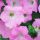СУРФИНИЯ SURFINIA CLASSIC TRAILING BIG PINK