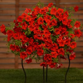 СУРФИНИЯ SURFINIA CLASSIC TRAILING BIG RED