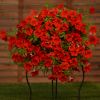 СУРФИНИЯ SURFINIA CLASSIC TRAILING BIG RED