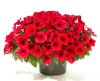 СУРФИНИЯ SURFINIA Trailing Hot Pink Cherry