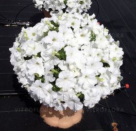 СУРФИНИЯ SURFINIA CLASSIC WHITE MORN