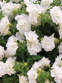 СУРФИНИЯ SURFINIA DOUBLE White