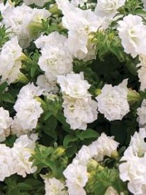 СУРФИНИЯ SURFINIA DOUBLE White (Я)