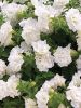 СУРФИНИЯ SURFINIA DOUBLE White