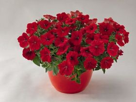 СУРФИНИЯ SURFINIA TABLE Dark Red