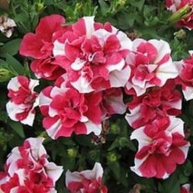 ПЕТУНИЯ TUMBELINA Cherry Ripple (Я)