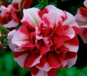 ПЕТУНИЯ TUMBELINA COMPACT Scarlet Ripple