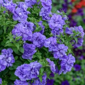 ПЕТУНИЯ TUMBELINA COMPACT Sophia (Я)