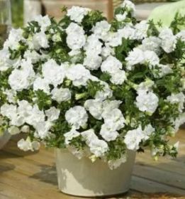 ПЕТУНИЯ TUMBELINA Diana (Я)