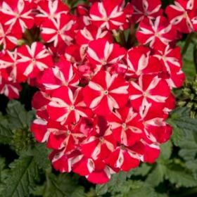 Вербена VOODOO STAR Red Star (Я)