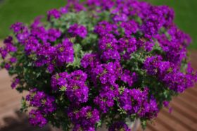 ВЕРБЕНА TAPIEN VIOLET (Я)