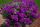 ВЕРБЕНА TAPIEN VIOLET