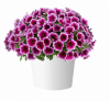 ПЕТУНИЯ CAPELLA FUCHSIA LACE (Я)