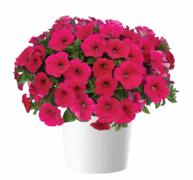 ПЕТУНИЯ CASCADIAS FUCHSIA