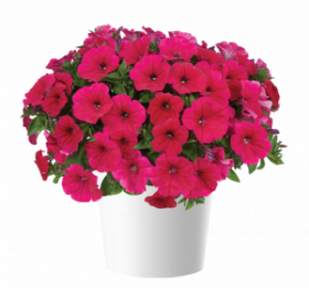 ПЕТУНИЯ CASCADIAS FUCHSIA (Я)