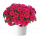 ПЕТУНИЯ CASCADIAS FUCHSIA