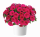 ПЕТУНИЯ CASCADIAS FUCHSIA (Я)