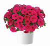 ПЕТУНИЯ CASCADIAS FUCHSIA (Я)