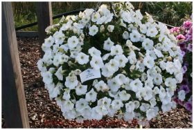 ПЕТУНИЯ CASCADIAS ICEBERG (Я)