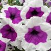 ПЕТУНИЯ CASCADIAS RIMARCABLE (Я)