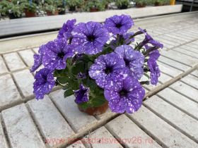 ПЕТУНИЯ Splash Dance Moon Walk (Я)