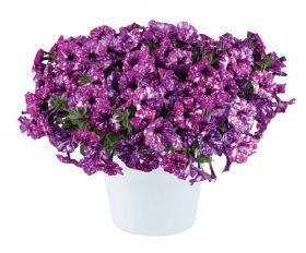 ПЕТУНИЯ Splash Dance Purple Polka (Я)