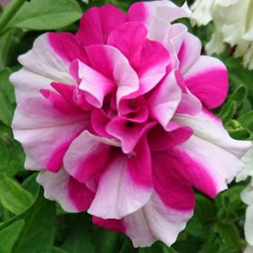 ПЕТУНИЯ TUMBELINA ROSY RIPPLE