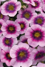 КАЛИБРАХОА CALILOCO Illusion (СФ)