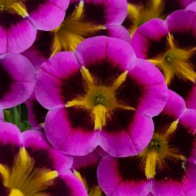 КАЛИБРАХОА CALILOCO Starfire Fuchsia (НОВИНКА 2025)