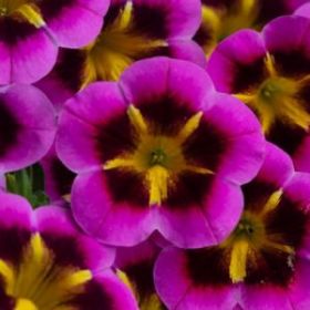 КАЛИБРАХОА CALILOCO Starfire Fuchsia (НОВИНКА 2025) (СФ)