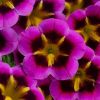 КАЛИБРАХОА CALILOCO Starfire Fuchsia (НОВИНКА 2025) (СФ)