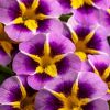 КАЛИБРАХОА CALILOCO Starfire Lavender