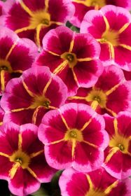 КАЛИБРАХОА CALILOCO Starfire Rose