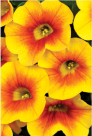 КАЛИБРАХОА CALITASTIC Mango (СФ)