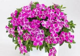 КАЛИБРАХОА CANDY SHOP DOUBLE Bubblegum (СФ)