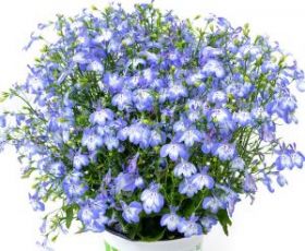 Лобелия HOT + Pretty Heaven (СФ)