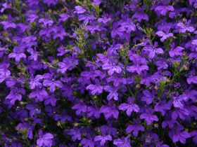 ЛОБЕЛИЯ STAR DEEP BLUE STAR