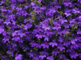 ЛОБЕЛИЯ STAR DEEP BLUE STAR (СФ)