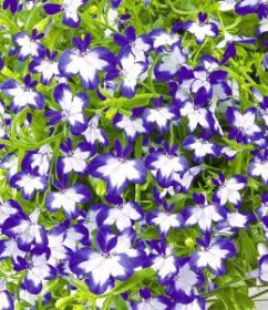 Лобелия STAR Superstar (СФ)