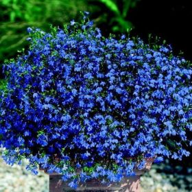 ЛОБЕЛИЯ STAR BLUE BIRD