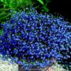 ЛОБЕЛИЯ STAR BLUE BIRD