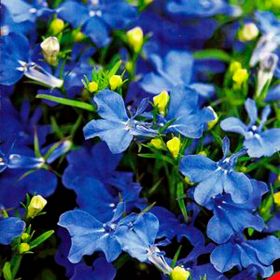 ЛОБЕЛИЯ STATUS BLUE DELFT