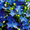 ЛОБЕЛИЯ STATUS BLUE DELFT