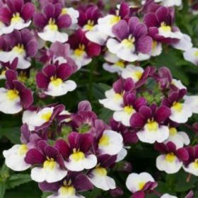 Немезия SUNPEDDLE Painted Rose (СФ)