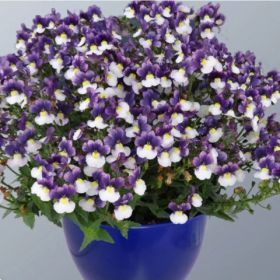 Немезия SUNPEDDLE Purple White Bicolor