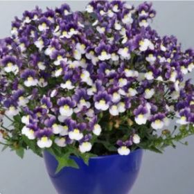Немезия SUNPEDDLE Purple White Bicolor (СФ)