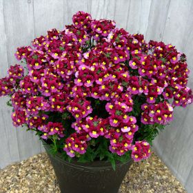 Немезия SUNPEDDLE RASPBERRY Red Bicolor