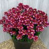 Немезия SUNPEDDLE RASPBERRY Red Bicolor